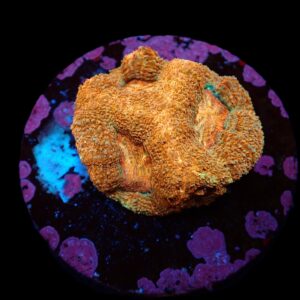 Acanthastrea bowerbanki (Premium) (frag)
