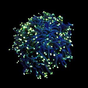 Euphyllia glabrescens (Black Torch) S