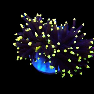 Euphyllia glabrescens (Black Torch) (p/h)