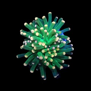 Euphyllia glabrescens (Premium) (1 hd.)