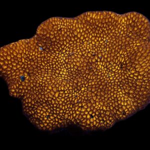 Leptastrea spp. (Premium) M