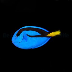 Paracanthurus hepatus S