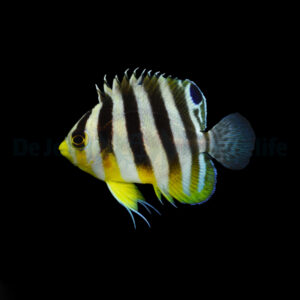 Paracentropyge multifasciata - T.B.