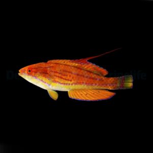 Paracheilinus flavianalis