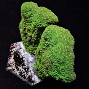 Pavona maldivensis (Green) S