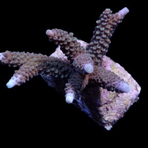Acropora formosa L
