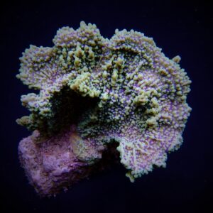 Montipora danae (Colored polyp) S