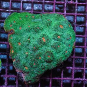 Mycedium spp. (Premium) S