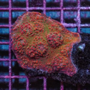 Mycedium spp. (Ultra) M