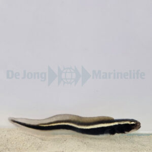 Pholidichthys leucotaenia S