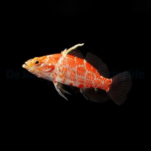 Plectranthias inermis