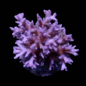 Pocillopora acuta S