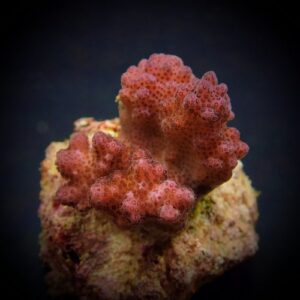 Pocillopora verrucosa (Pink) (frag)
