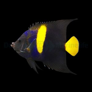 Pomacanthus asfur L