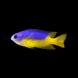 Pomacentrus auriventrus