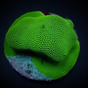 Porites spp. (Encrusting) S