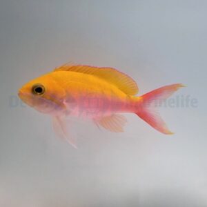 Nemanthias bicolor (female)