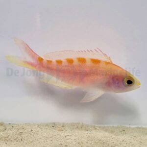 Pyronotanthias flavoguttatus