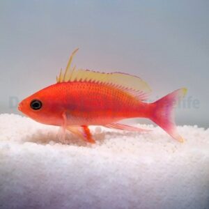 Pseudanthias pulcherrimus (male)