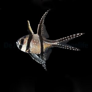 Pterapogon kauderni – DJM Bred