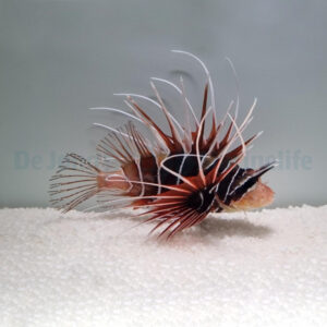 Pterois radiata M