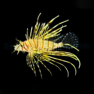 Pterois volitans L