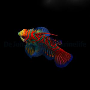 Pterosynchiropus splendidus (Blue)
