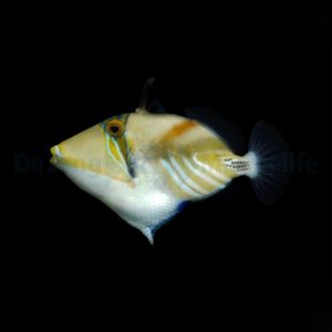 Rhinecanthus aculeatus S