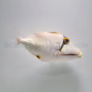Rhinecanthus assasi L