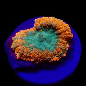 Rhodactis spp. (Orange) (Premium) (1 ear)