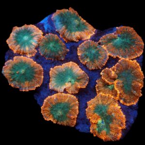 Rhodactis inchoata (Orange) (Premium) L