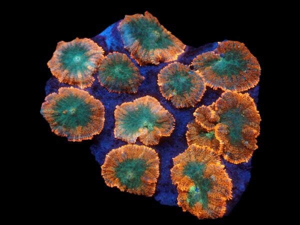 Soft Corals