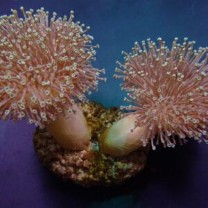 Sarcophyton ehrenbergi S