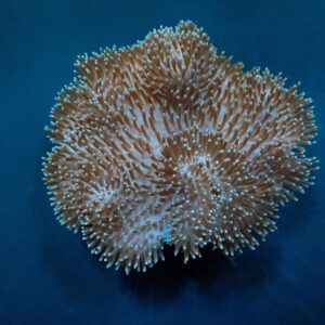 Sarcophyton spp. XL