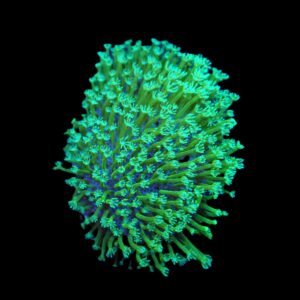 Sarcophyton spp. (frag)