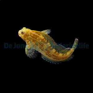 Scartella cristata