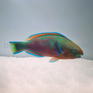Scarus quoyi M