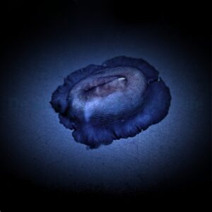 Scutus unguis