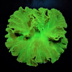 Sinularia dura (Green) L