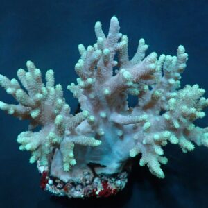 Sinularia spp. XL