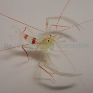 Stenopus zanzibaricus
