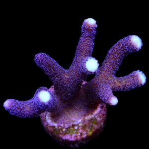 Stylophora pistillata (Milka) M