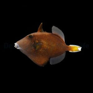 Sufflamen chrysopterum L