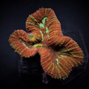 Symphyllia spp. (Orange-Red) L