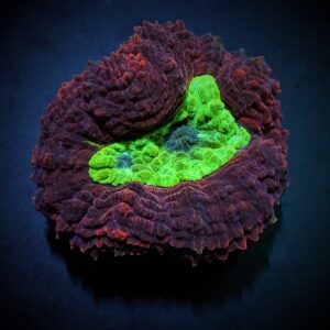 Symphyllia spp. (Orange-Red) (Premium) XXL