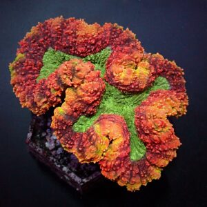 Symphyllia spp. (Rainbow) L