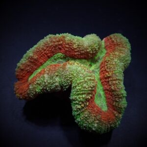 Symphyllia spp. (Splitcolor) XXL