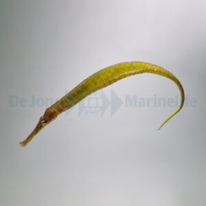 Syngnathoides biaculeatus