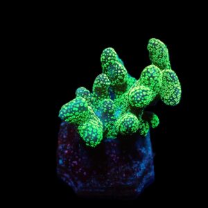 Stylophora pistillata (Green polyp) (frag)