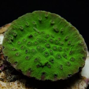 Turbinaria mesenterina (frag)